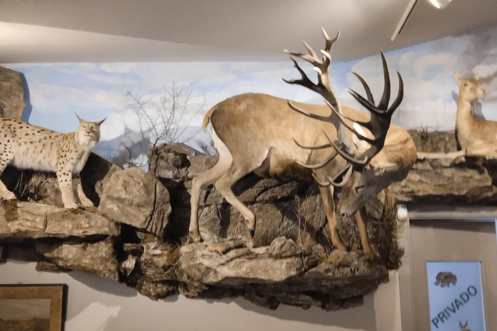 Visita al Museo de Fauna Salvaje de Valdehuesa