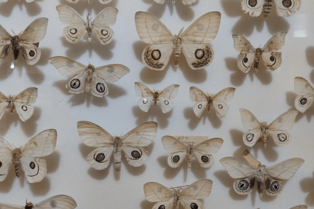 Visita al Museo de Fauna Salvaje de Valdehuesa